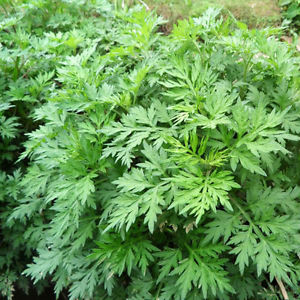 Wormwood Essential Oil 5